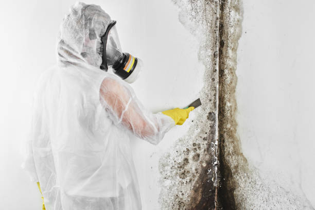 Best Professional Mold Removal  in Auburn, MI