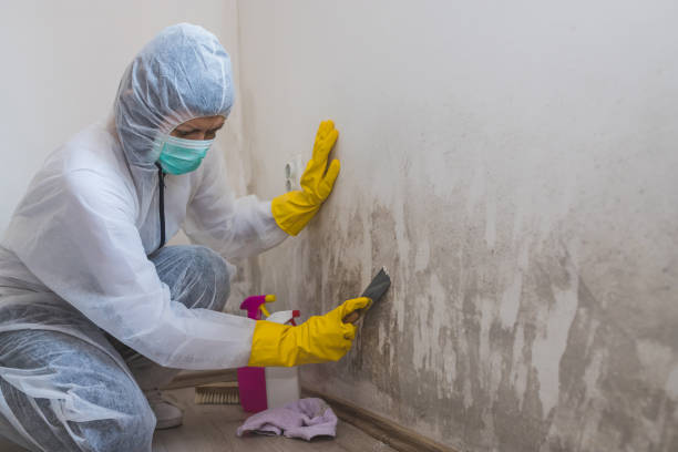 Best Residential Mold Removal  in Auburn, MI