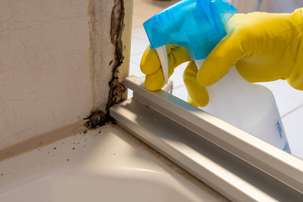 Mold Testing and Removal in Auburn, MI