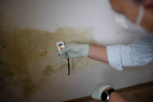Best Commercial Mold Removal  in Auburn, MI