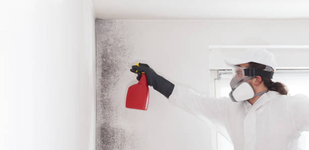 Best Mold Removal Near Me  in Auburn, MI