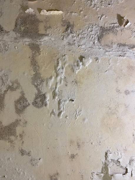 Best Mold Remediation Experts  in Auburn, MI