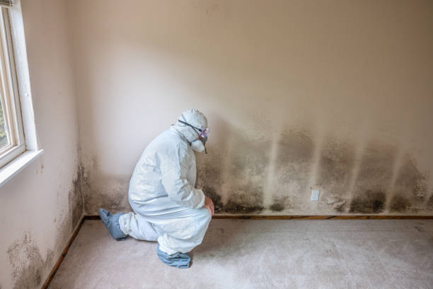 Reliable Auburn, MI Mold Removal Solutions